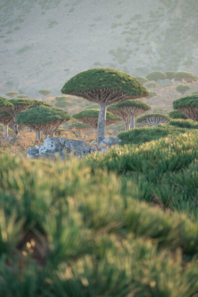 images of Yemen - Firmihin Forest