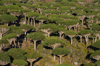 Firmihin forest, Socotra