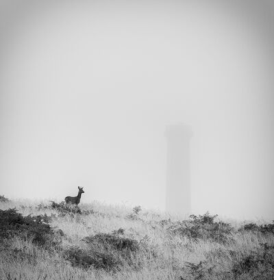Deer and the Monument
