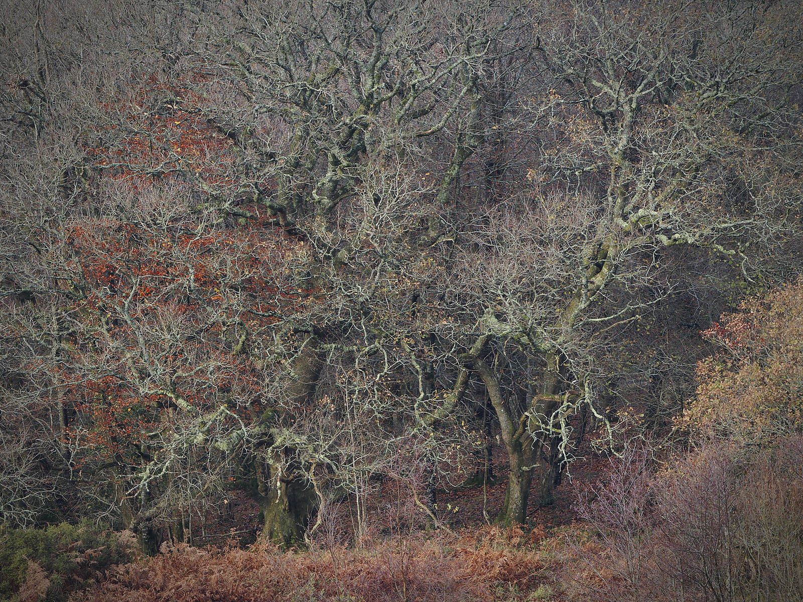 Image of Powerstock Common Nature Reserve by John Grindle