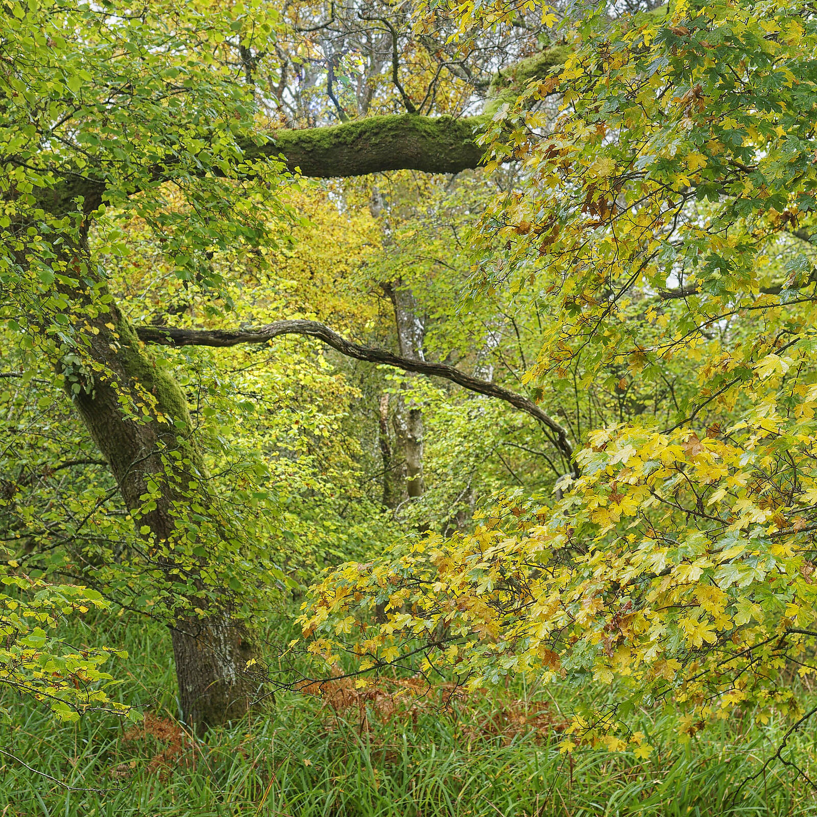 Image of Powerstock Common Nature Reserve by John Grindle