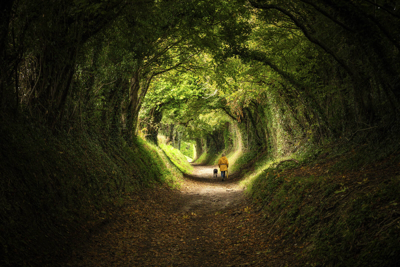 Image of Halnaker Tree Tunnel by Richard Joiner