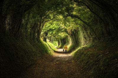 United Kingdom pictures - Halnaker Tree Tunnel