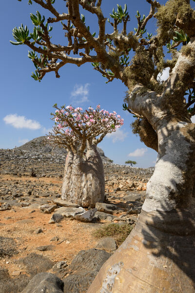 Bottle trees in Socotra island
