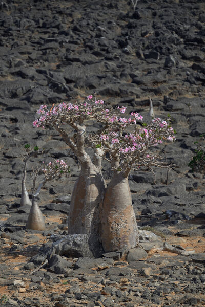 Bottle trees in Socotra island