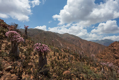 Blossoming bottle trees in Socotra