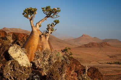 Bottle trees at Momi plateau, Socotra island