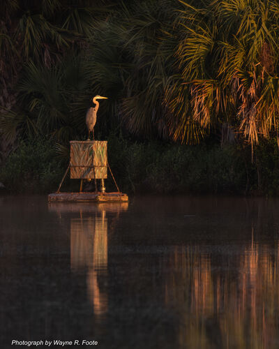 Great Blue Heron at sunrise on the lake.
