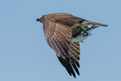 Osprey with catch at the lake.