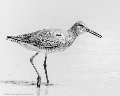 Willet - there are many shorebirds.