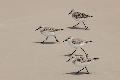 Sanderlings before migrating to the Arctic to breed.