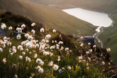 2 - Cotton Grass & Greenfield Reservoir.jpg