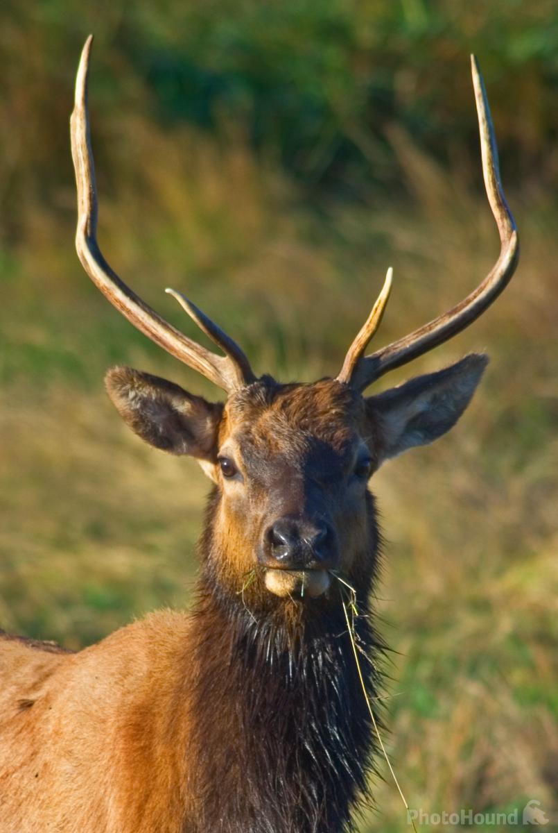 Image of Dean Creek Elk Viewing Area by Greg Vaughn