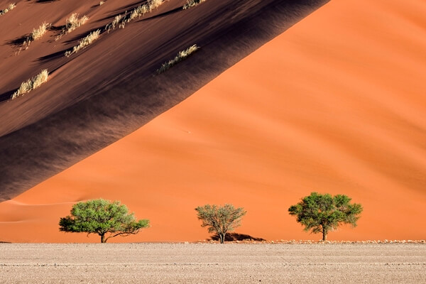 Three Tree Dune