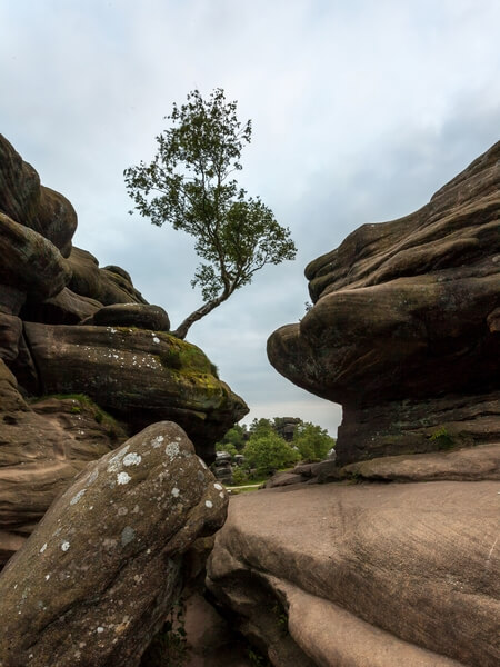 Brimham Rocks, Nidderdale - the lone tree