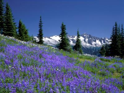 Lupine Covered Meadow