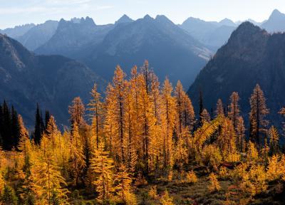 Larch Trees Below Maple Pass