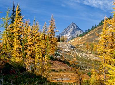 Larches at Easy Pass