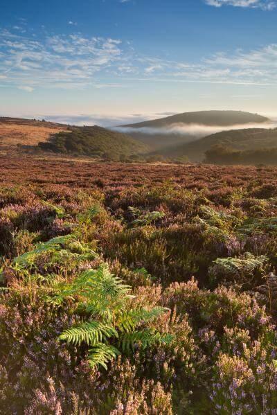 photography locations in Somerset - Quantock Hills Hilltop Heather