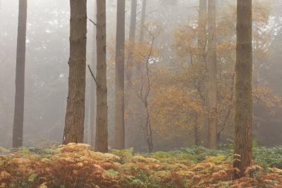 Somerset photography locations - Quantock Hills Woodlands