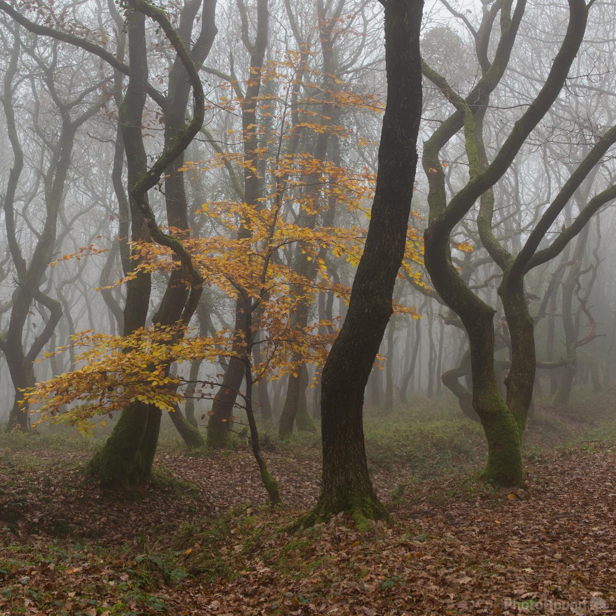 Image of Quantock Hills Woodlands 2 by Esen Tunar