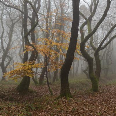 Somerset photography locations - Quantock Hills Woodlands 2