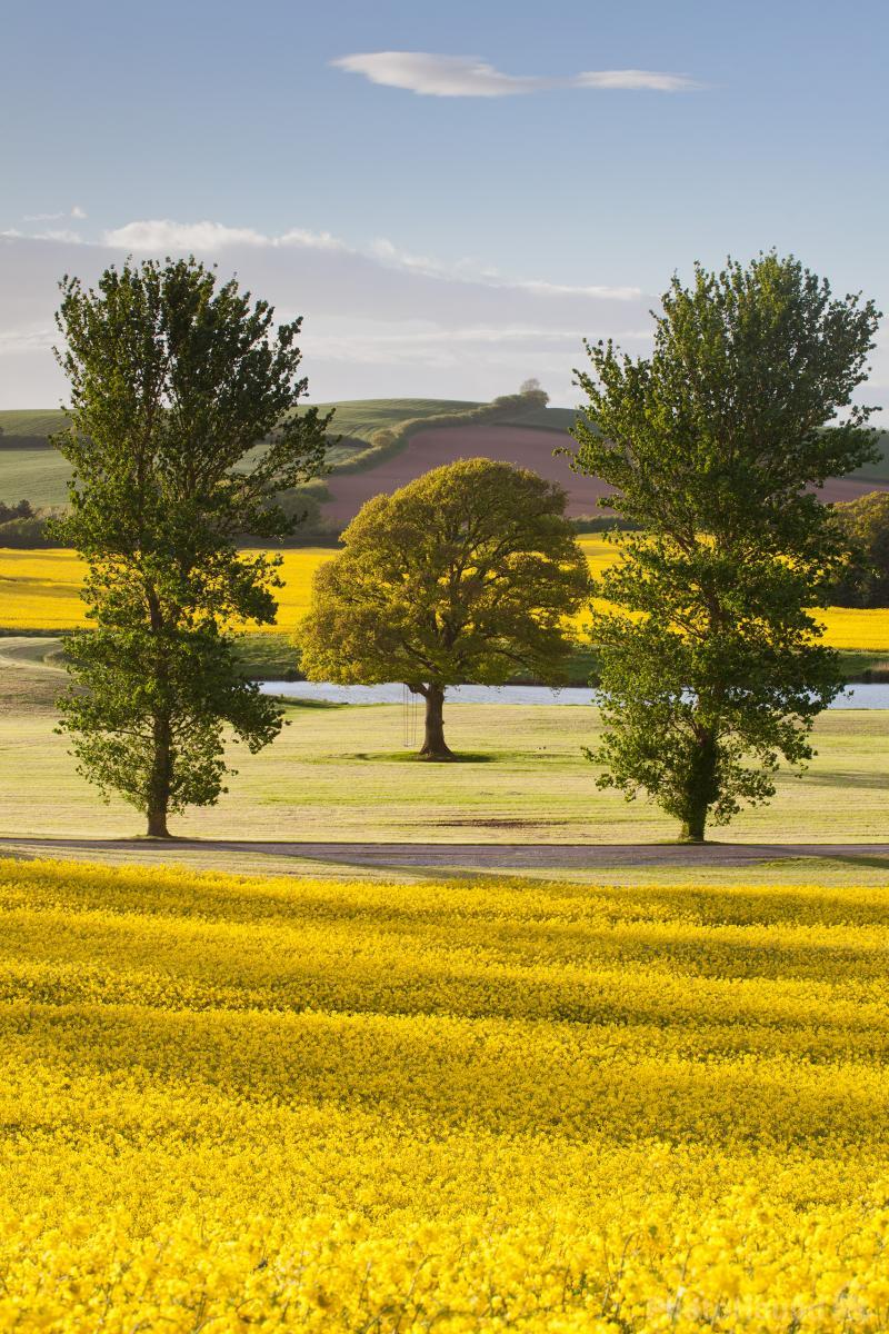 Image of Rapeseed Fields with Rope Swing by Esen Tunar