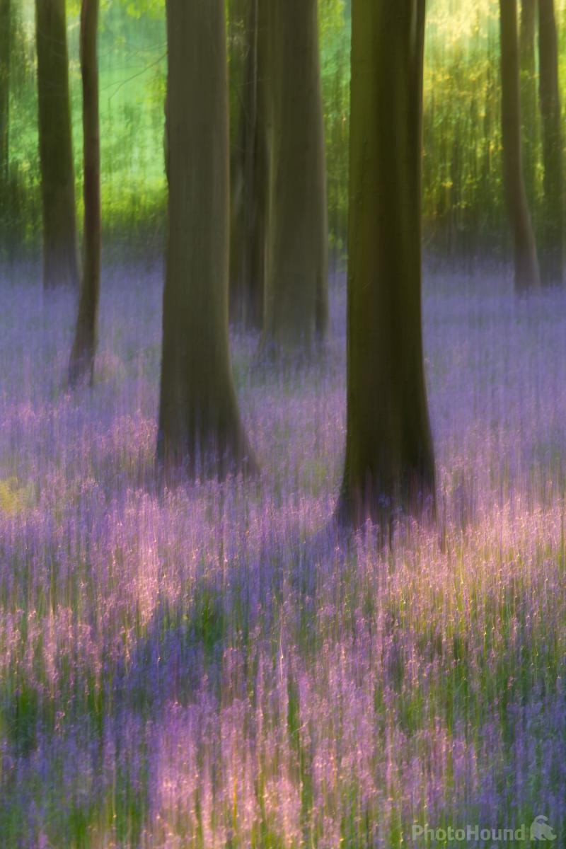 Image of Wrington Bluebell Wood by Esen Tunar