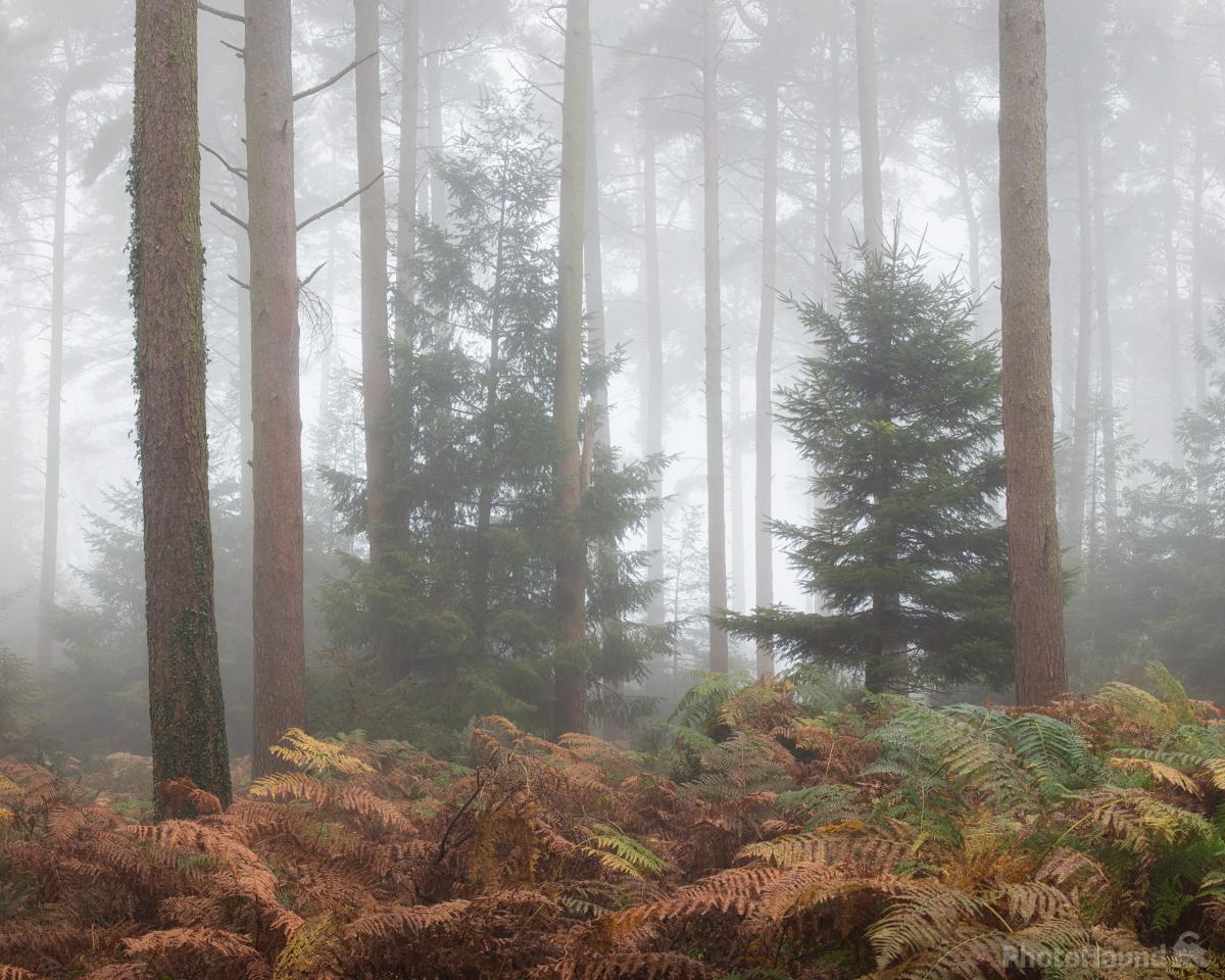 Image of Quantock Hills Pine Woods by Esen Tunar