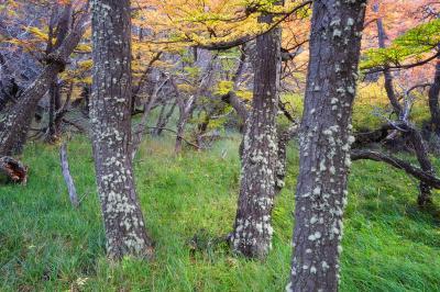 pictures of Patagonia - EC - Beech Forests