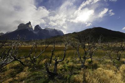 photo locations in Chile - Torres Del Paine, Burnt Forests