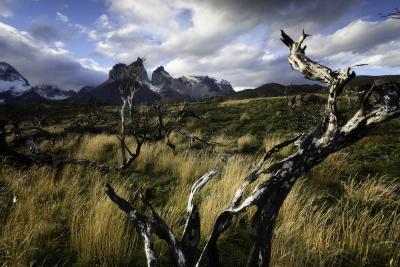 pictures of Patagonia - Torres Del Paine, Burnt Forests