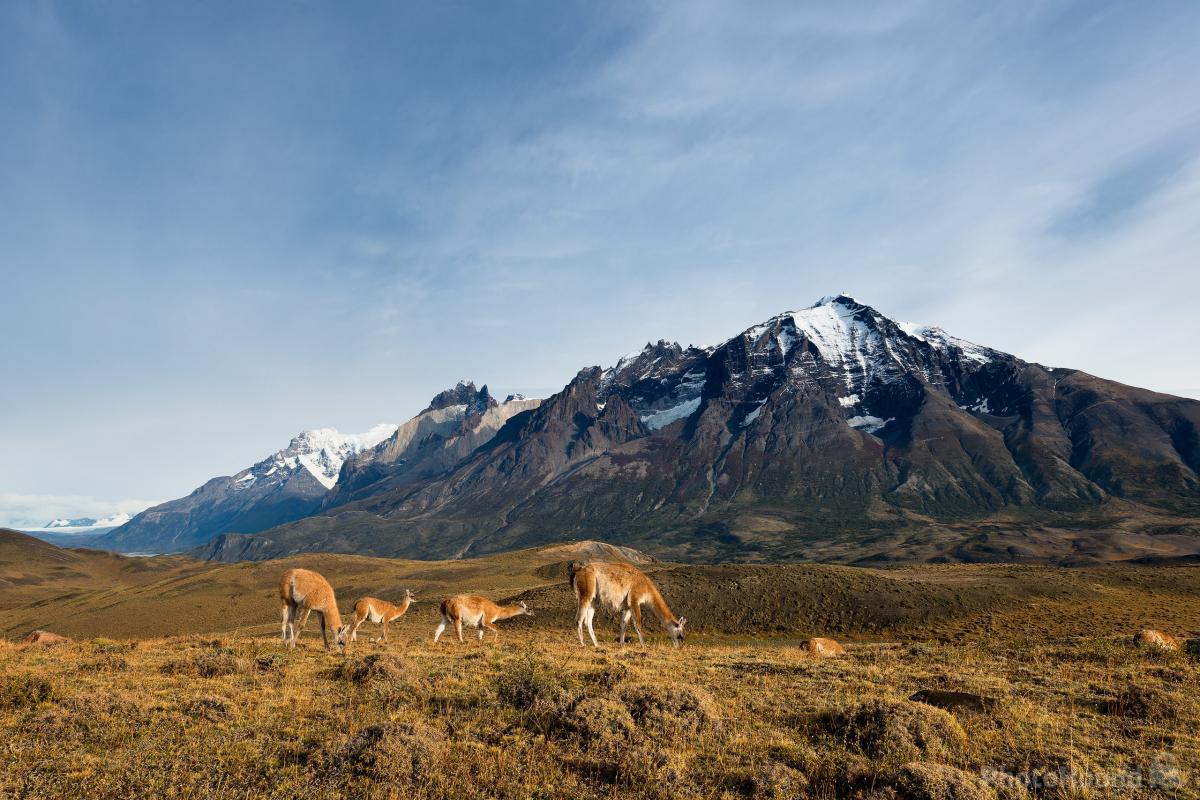 Image of Torres Del Paine, Roadside Scenery by Hougaard Malan