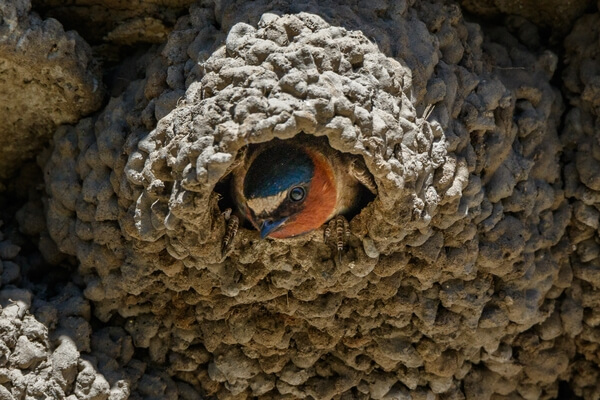 Cliff Swallow nest, Soda Butte