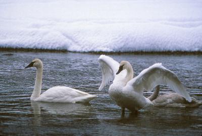 Trumpeter Swans, Madison River, winter