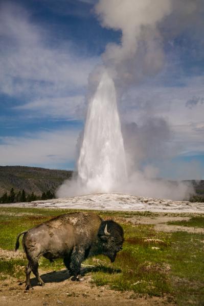 Old Faithful and bison. Spot #2 