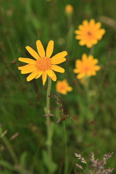Summerland Park - Wildflowers