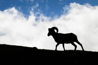 Bighorn silhouette on ridge