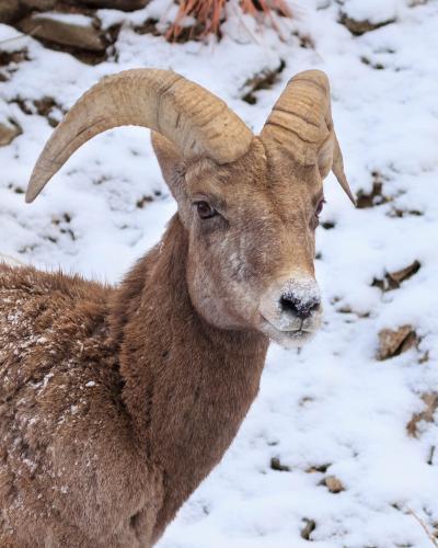 photos of Rocky Mountain National Park - Wildlife - Bighorn Sheep