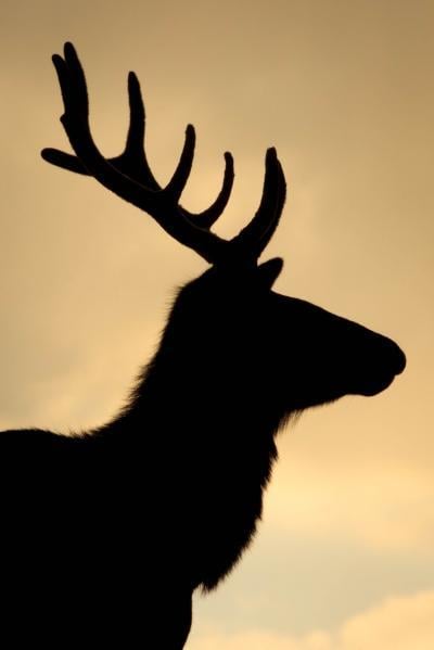 photos of Rocky Mountain National Park - Wildlife - Elk