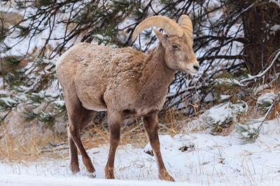 pictures of Rocky Mountain National Park - Wildlife - Bighorn Sheep