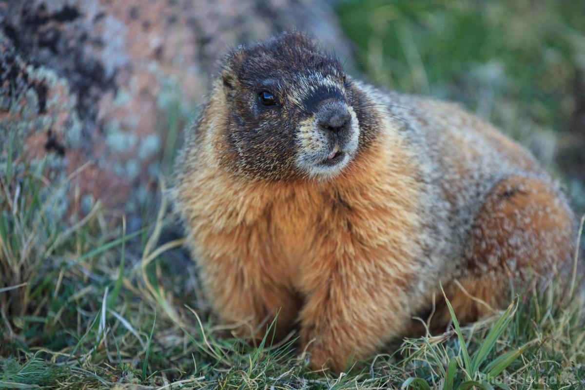 Image of Wildlife - Marmot by Erik Stensland