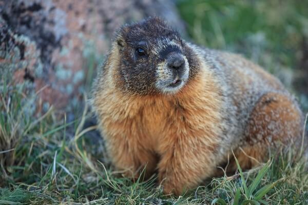 Marmot - close-up