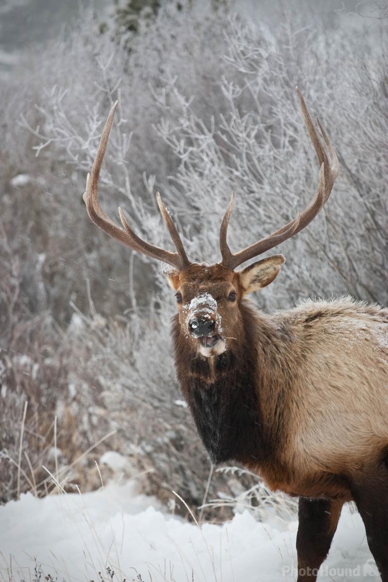 Image of Wildlife - Elk by Erik Stensland