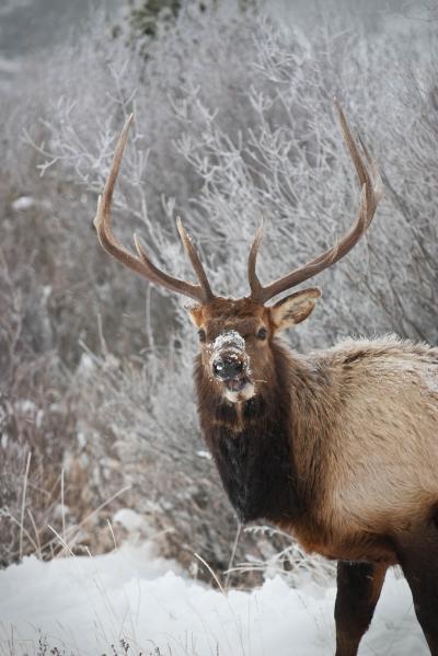 images of Rocky Mountain National Park - Wildlife - Elk