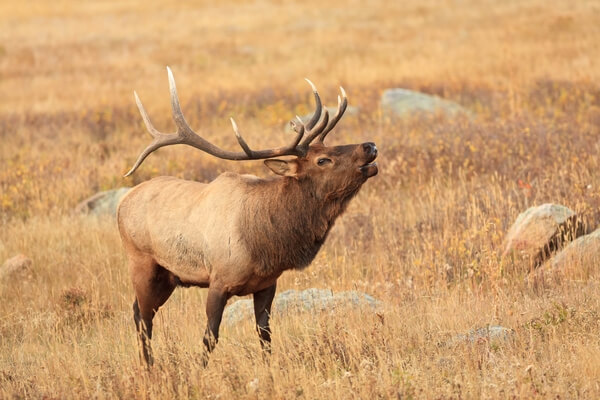 Elk bugling, october
