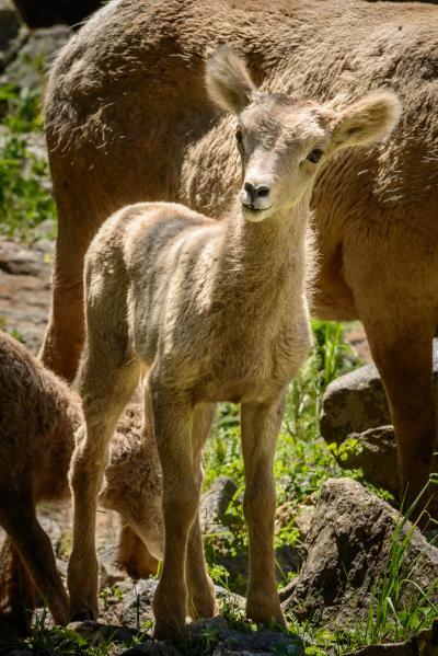photos of Rocky Mountain National Park - Wildlife - Bighorn Sheep