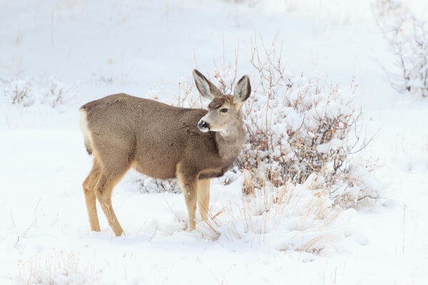 Mule Deer in snow