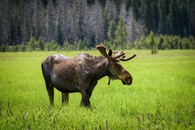 Moose bull in meadow