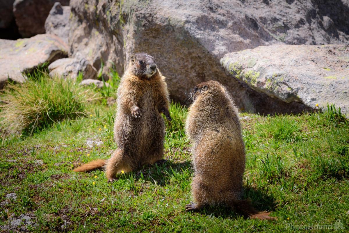 Image of Wildlife - Marmot by Erik Stensland